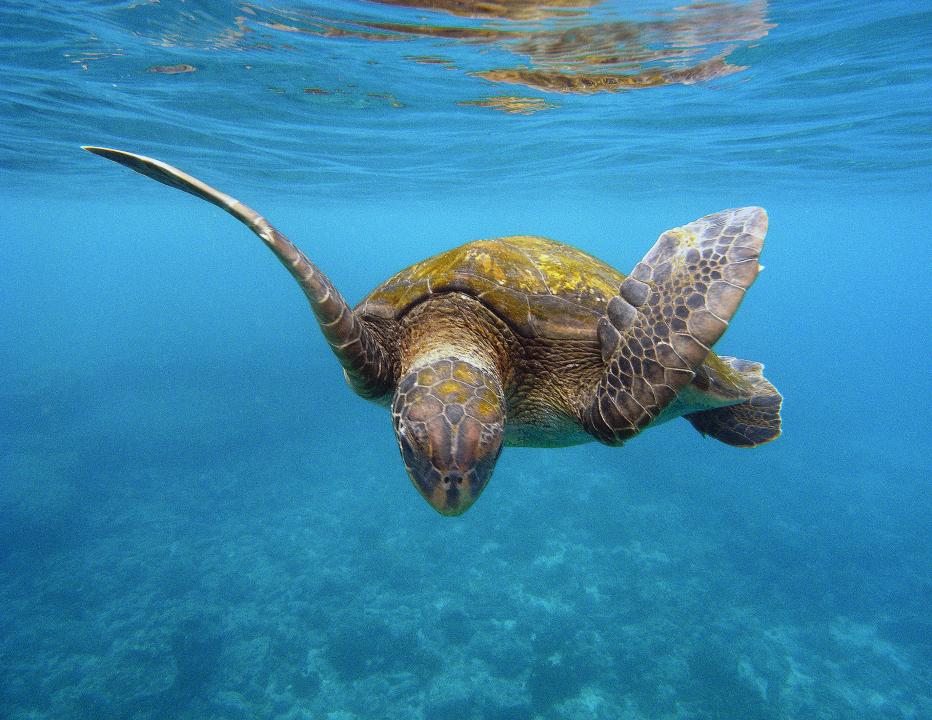 Sea Turtle, Galapagos Islands | Shutterbug